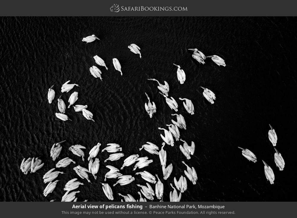 Aerial view of pelicans fishing in Banhine National Park, Mozambique