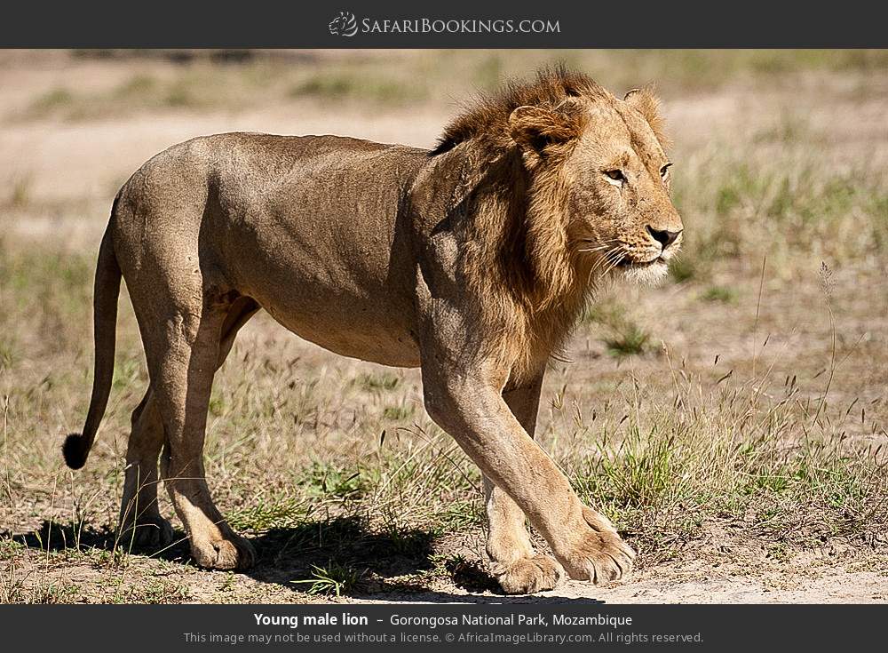 Young male lion in Gorongosa National Park, Mozambique