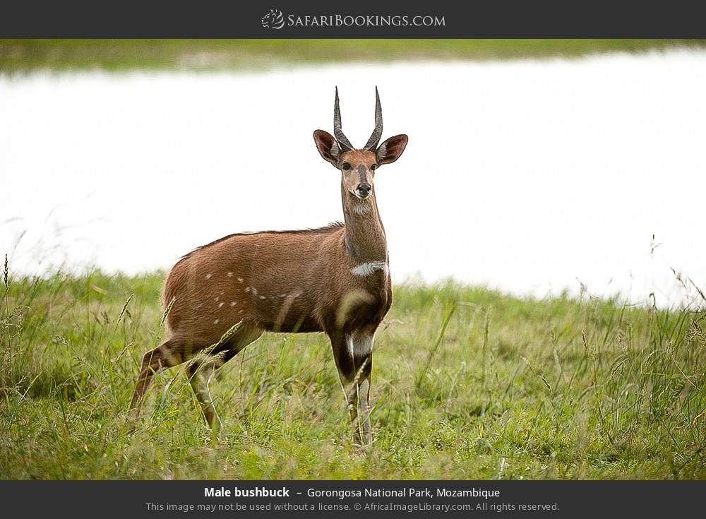 Male bushbuck in Gorongosa National Park, Mozambique