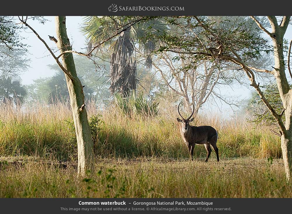 Common waterbuck in Gorongosa National Park, Mozambique