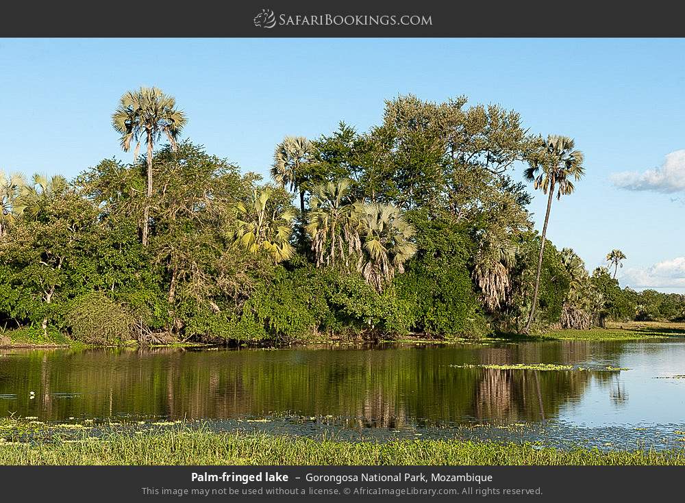 Palm-fringed lake in Gorongosa NP in Gorongosa National Park, Mozambique