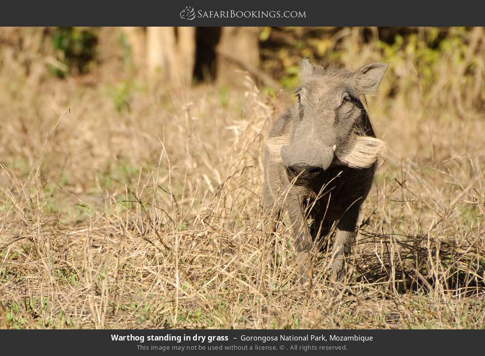 Warthog standing in dry grass in Gorongosa National Park, Mozambique