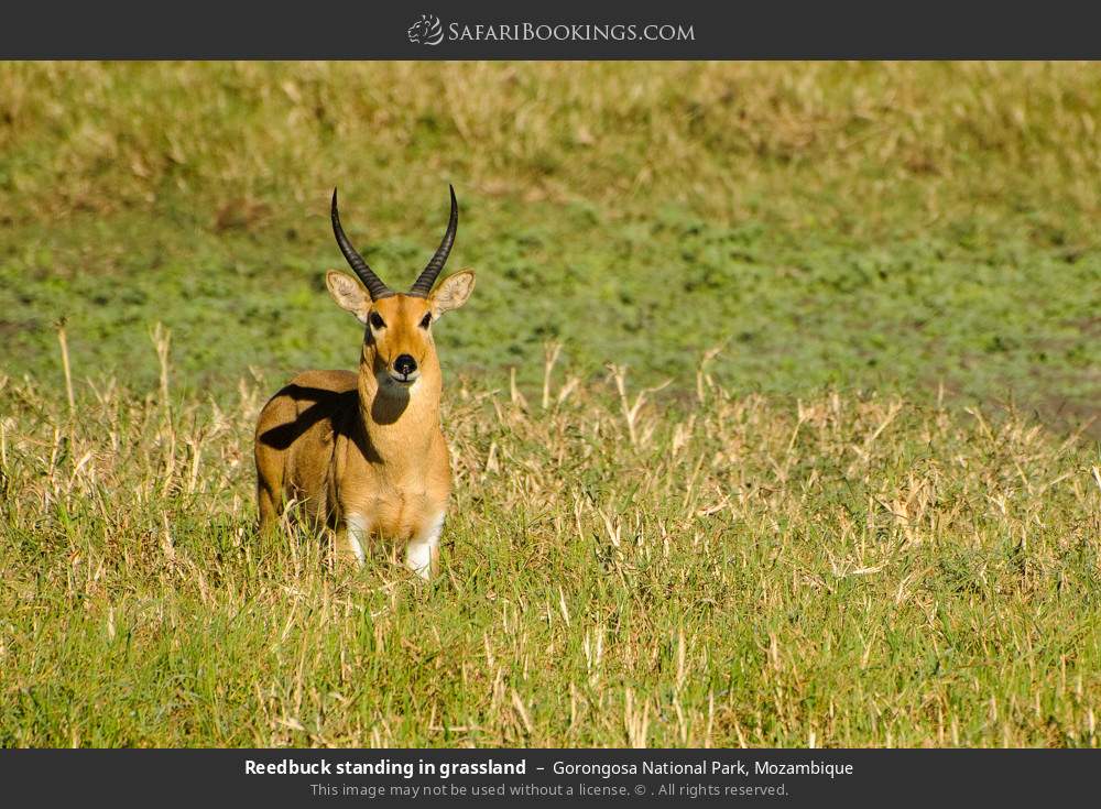 Reedbuck standing in grassland in Gorongosa National Park, Mozambique