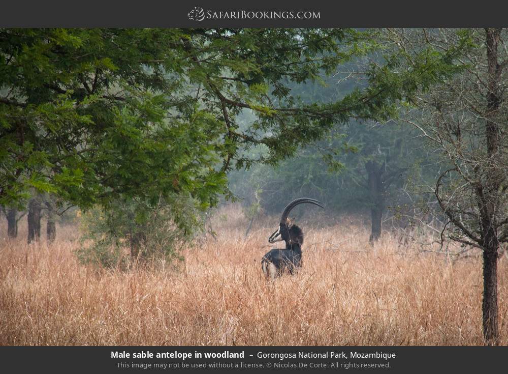Male sable antelope in woodland in Gorongosa National Park, Mozambique