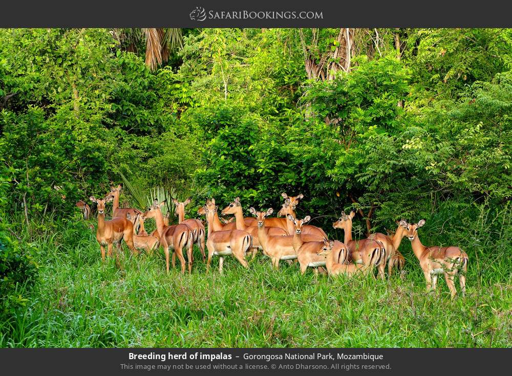 Breeding herd of impalas in Gorongosa NP in Gorongosa National Park, Mozambique