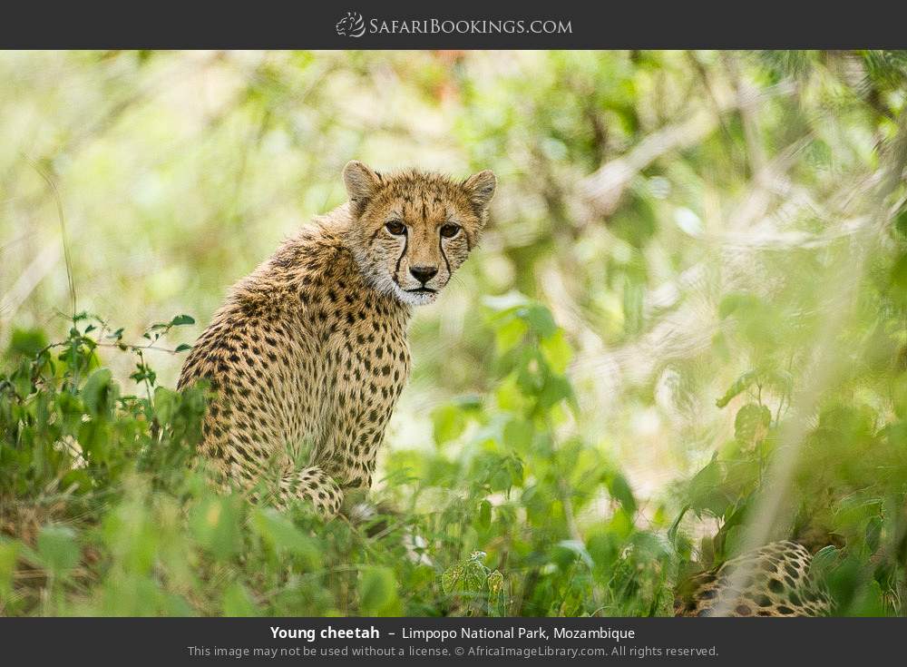 Young cheetah in Limpopo National Park, Mozambique