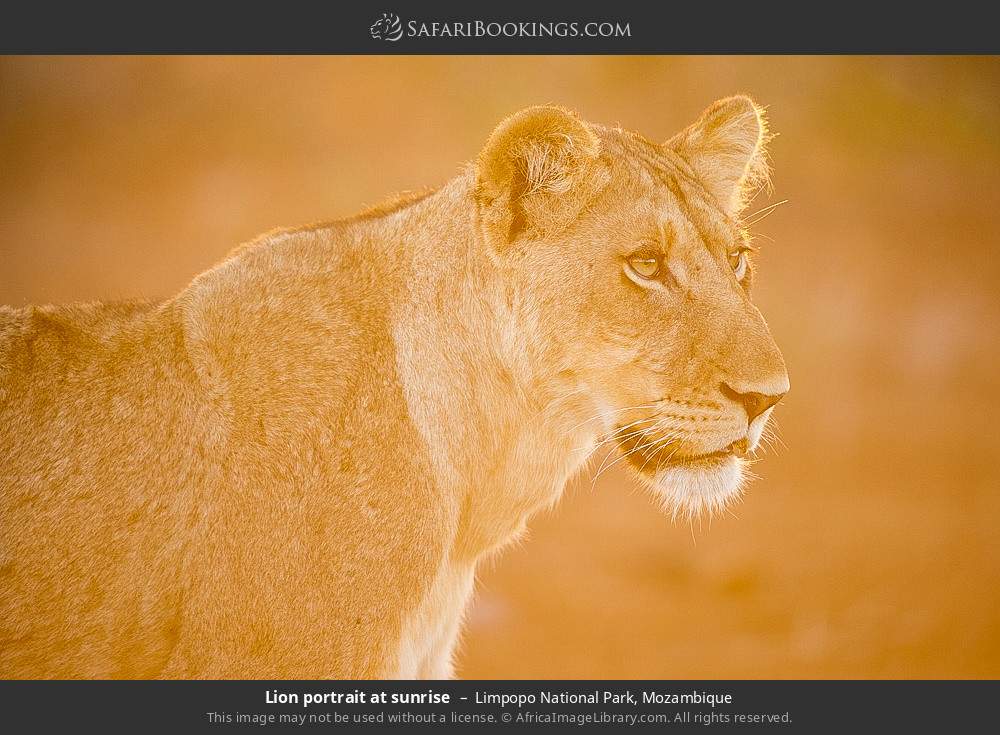 Lion portrait at sunrise in Limpopo National Park, Mozambique