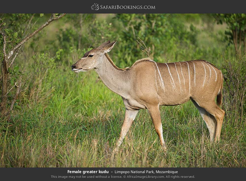 Female greater kudu in Limpopo National Park, Mozambique