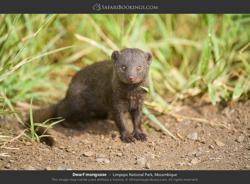 Dwarf mongoose in Limpopo National Park, Mozambique