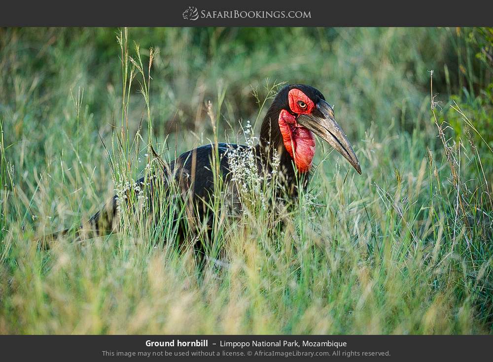 Ground hornbill in Limpopo National Park, Mozambique