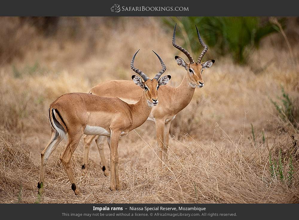 Impala rams in Niassa Special Reserve, Mozambique