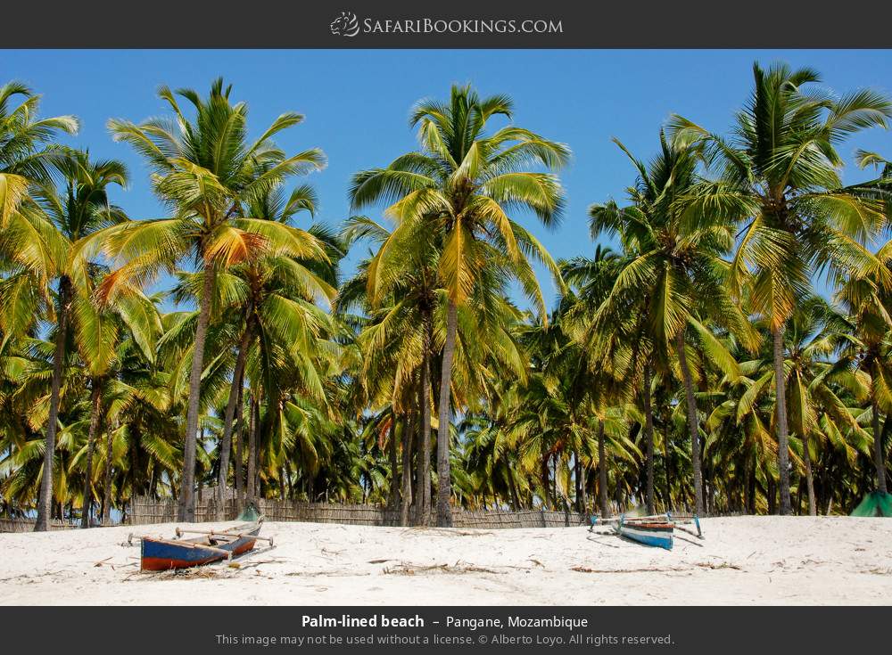 Palm-lined beach in Pangane in Pangane, Mozambique