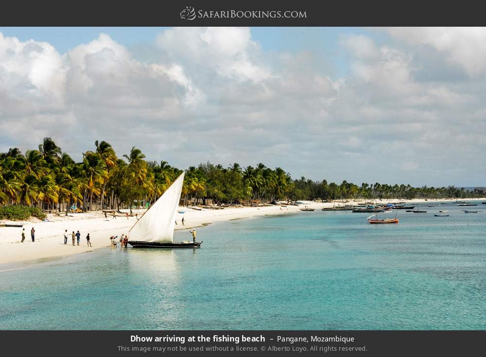 Dhow arriving at the fishing beach in Pangane in Pangane, Mozambique