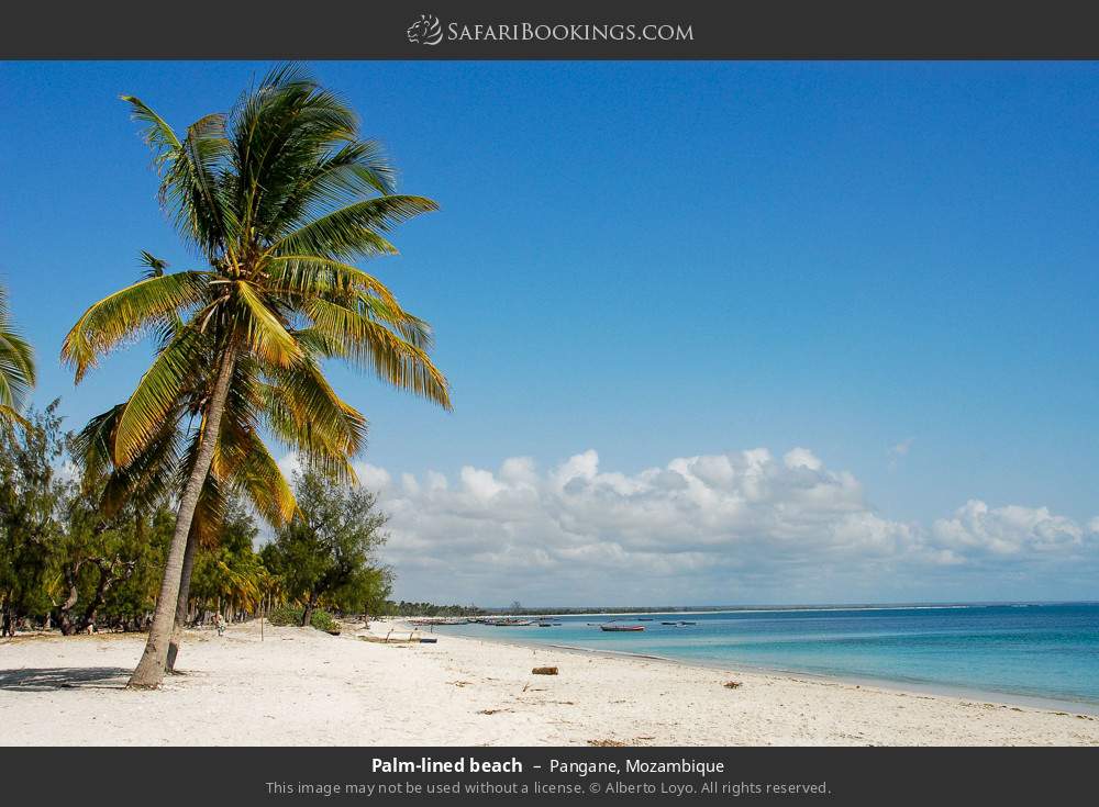 Palm-lined beach in Pangane in Pangane, Mozambique