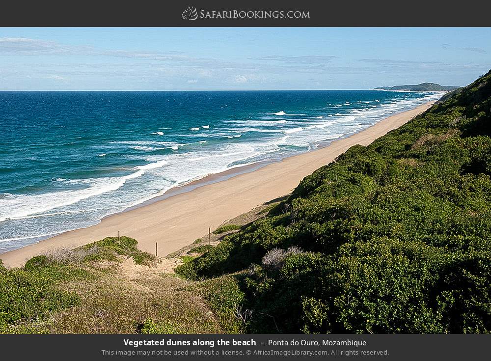 Vegetated dunes along the beach at Ponta do Ouro in Ponta do Ouro, Mozambique