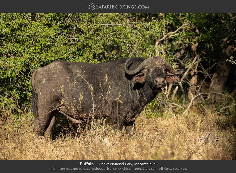 Buffalo in Zinave National Park, Mozambique