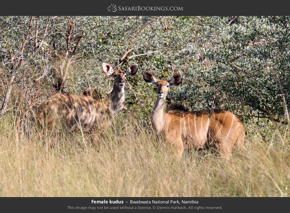 Female kudus in Bwabwata National Park, Namibia