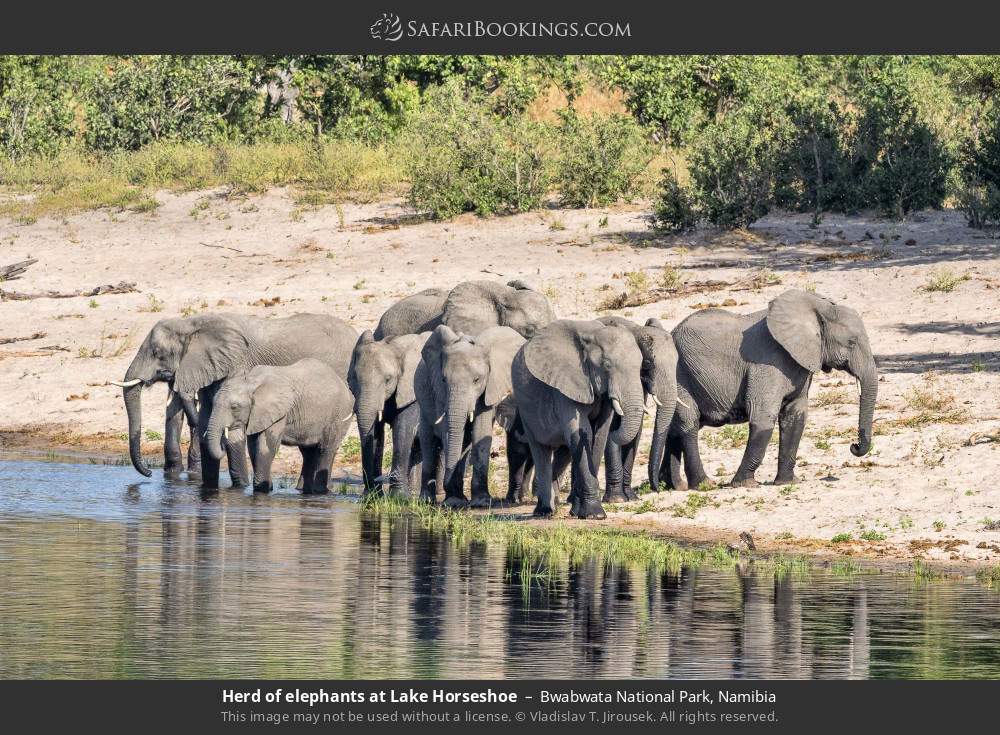 Herd of elephants at Lake Horseshoe, Bwabwata NP in Bwabwata National Park, Namibia