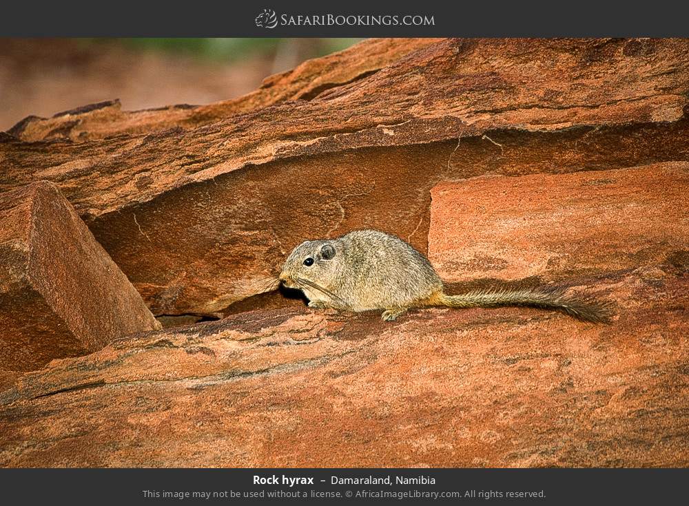 Rock hyrax in Damaraland, Namibia