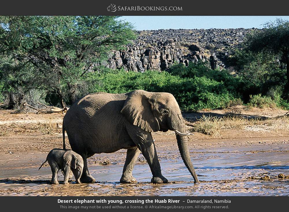 Desert elephant with young, crossing the Huab River in Damaraland, Namibia