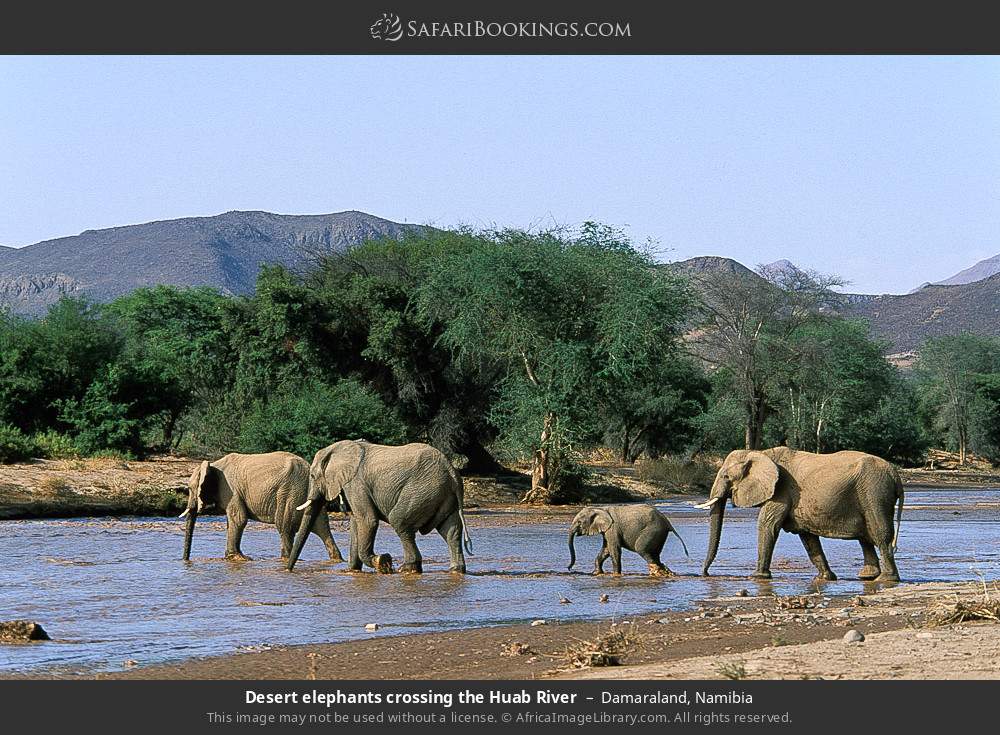 Desert elephants crossing the Huab River in Damaraland, Namibia