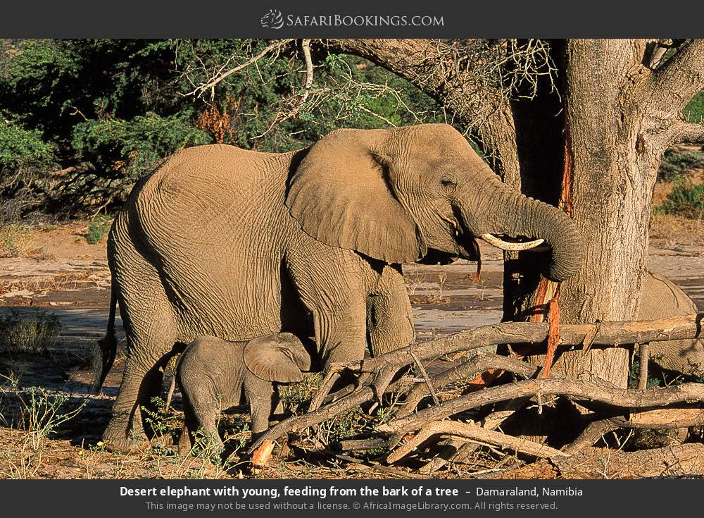 Desert elephant with young, feeding from the bark of a tree in Damaraland, Namibia