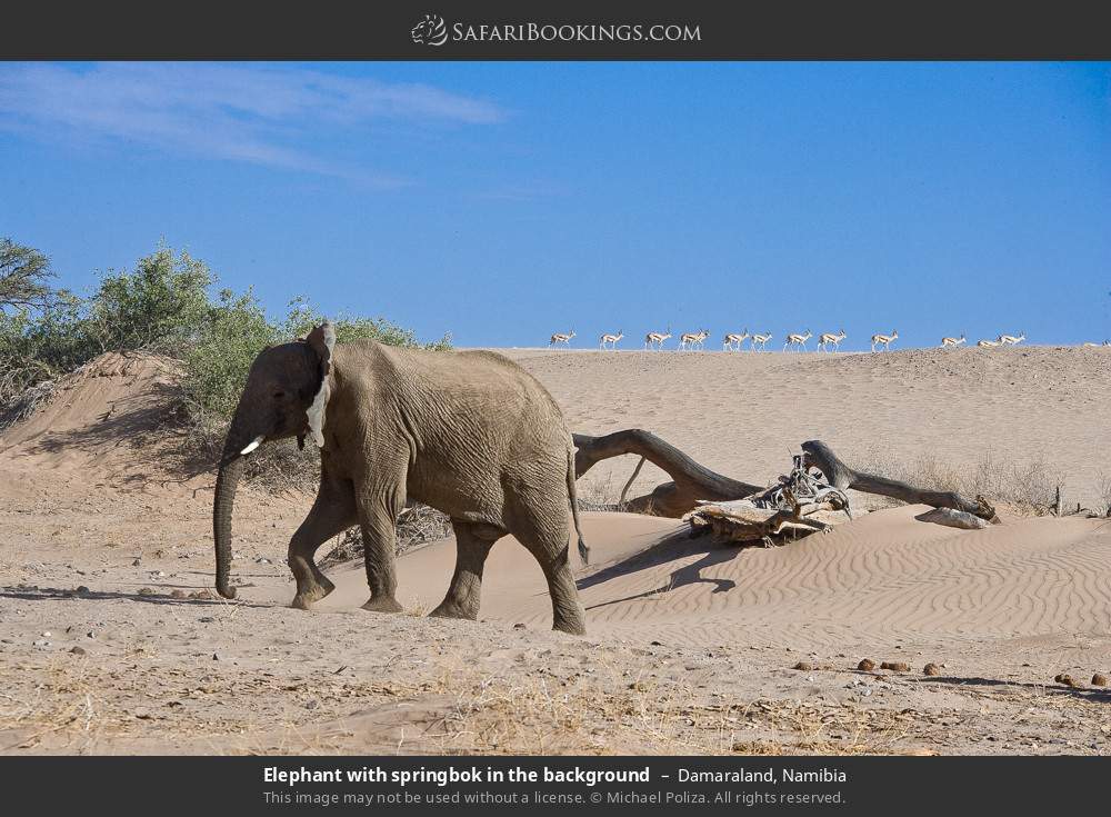 Elephant with springbok in the background in Damaraland, Namibia