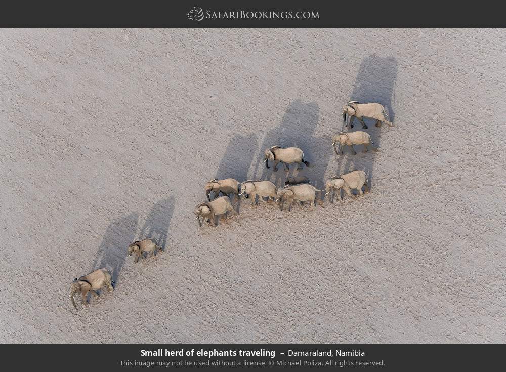 Small herd of elephants traveling in Damaraland, Namibia