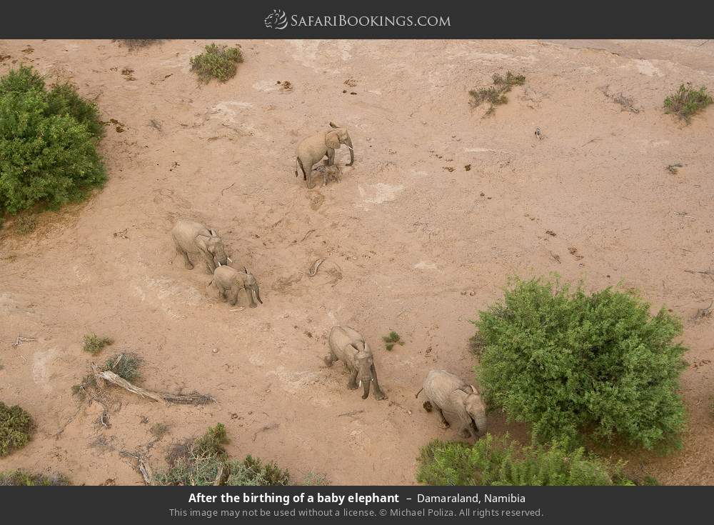 After the birthing of a baby elephant in Damaraland, Namibia