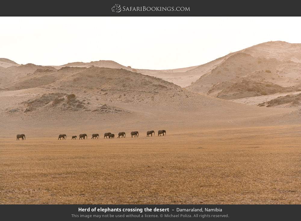 Herd of elephants crossing the desert, Damaraland in Damaraland, Namibia