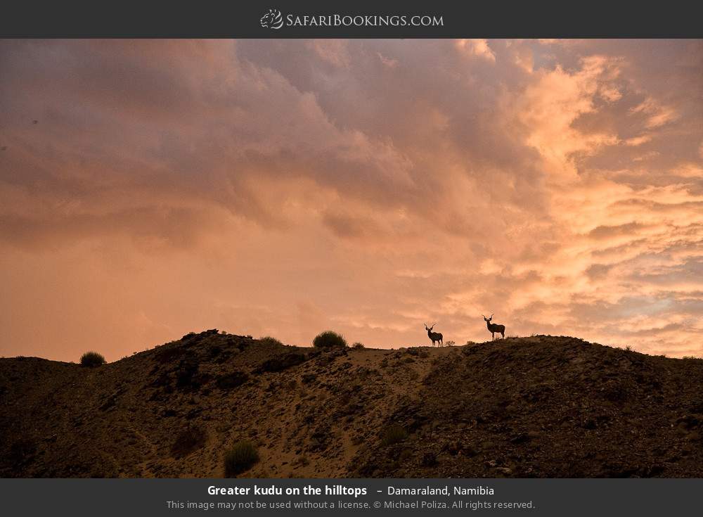 Greater kudu on the hilltops  in Damaraland, Namibia