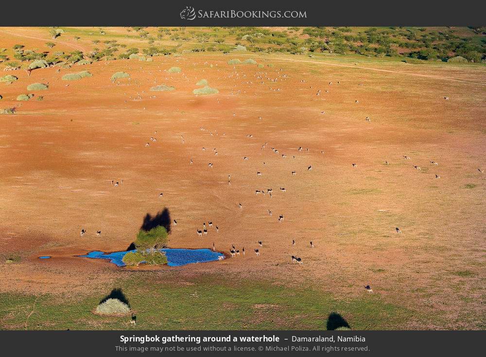 Springbok gathering around a waterhole in Damaraland, Namibia