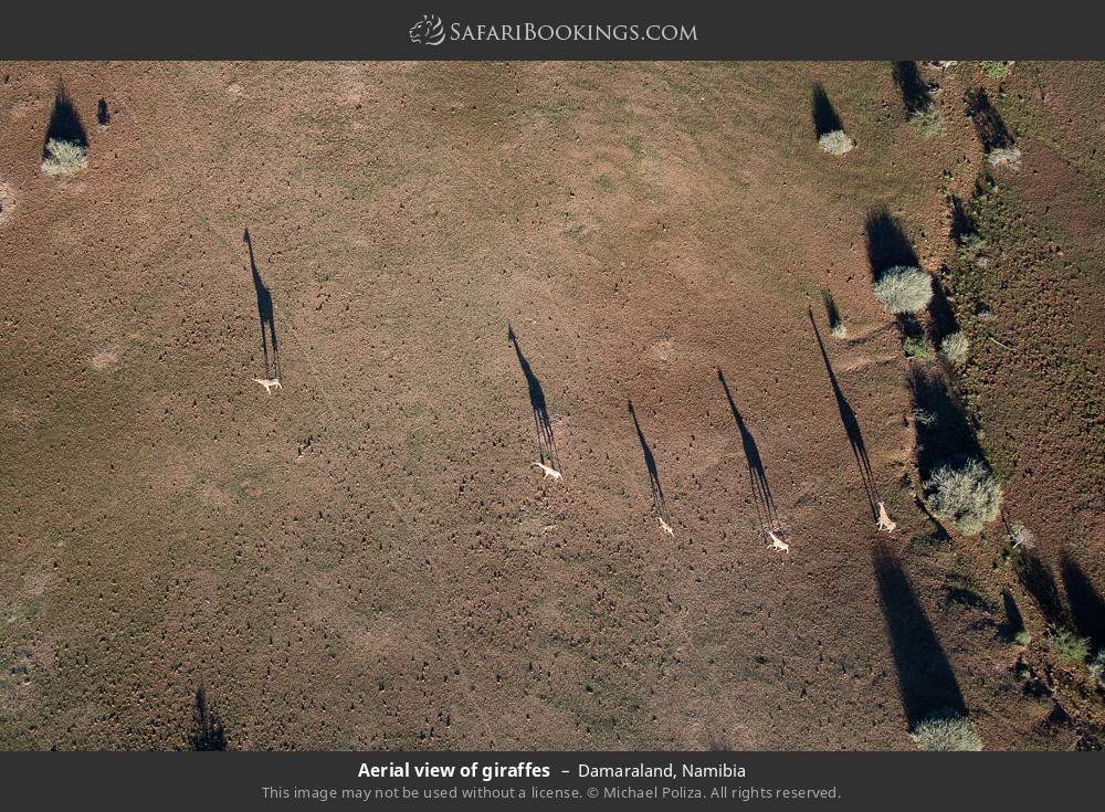 Aerial view of giraffes in Damaraland, Namibia