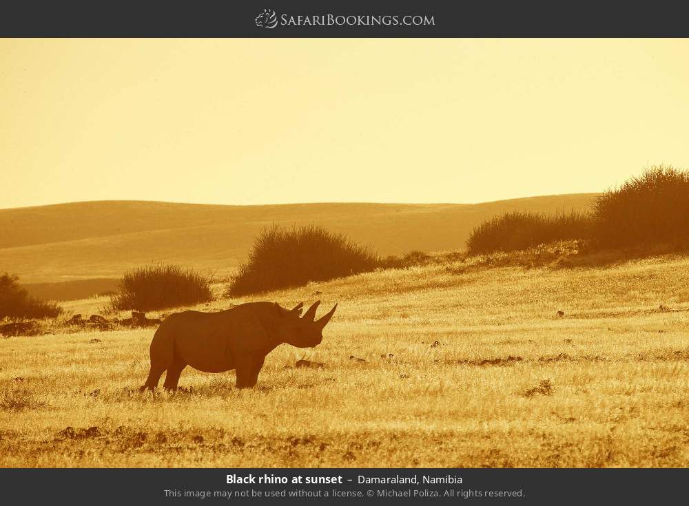 Black rhino at sunset in Damaraland, Namibia