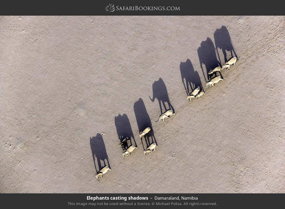 Elephants casting shadows, Damaraland in Damaraland, Namibia