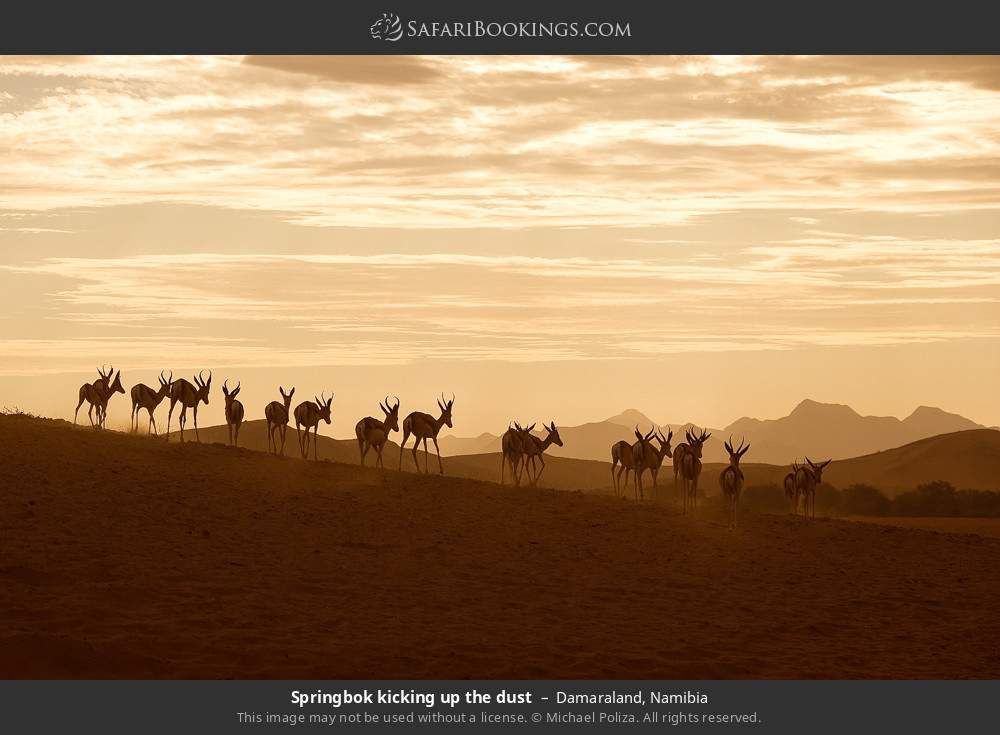 Springbok kicking up the dust, Damaraland in Damaraland, Namibia