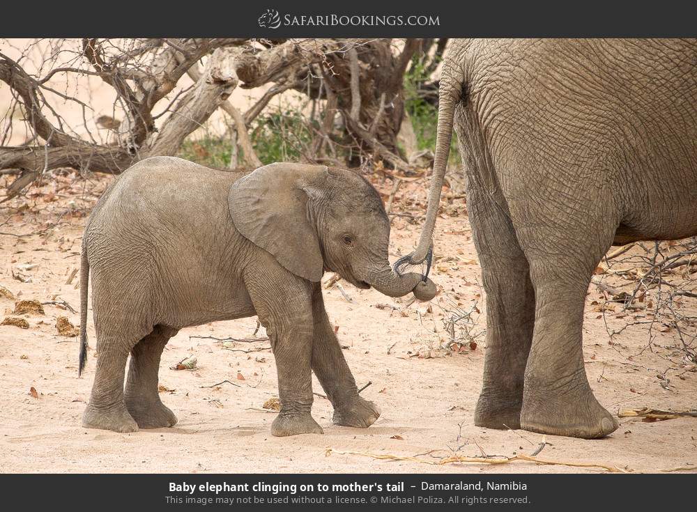 Baby elephant clinging on to mother's tail in Damaraland, Namibia