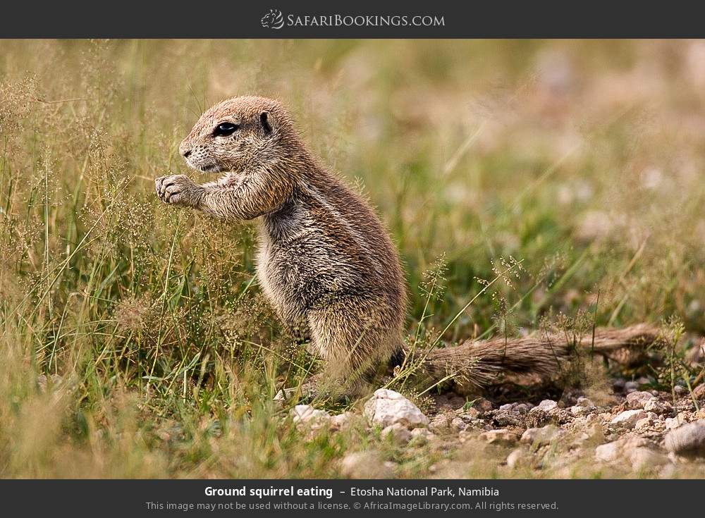 Ground squirrel eating in Etosha National Park, Namibia