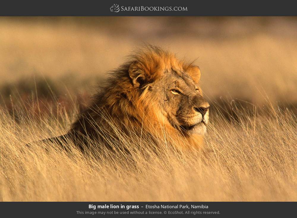 Big male lion in grass in Etosha National Park, Namibia