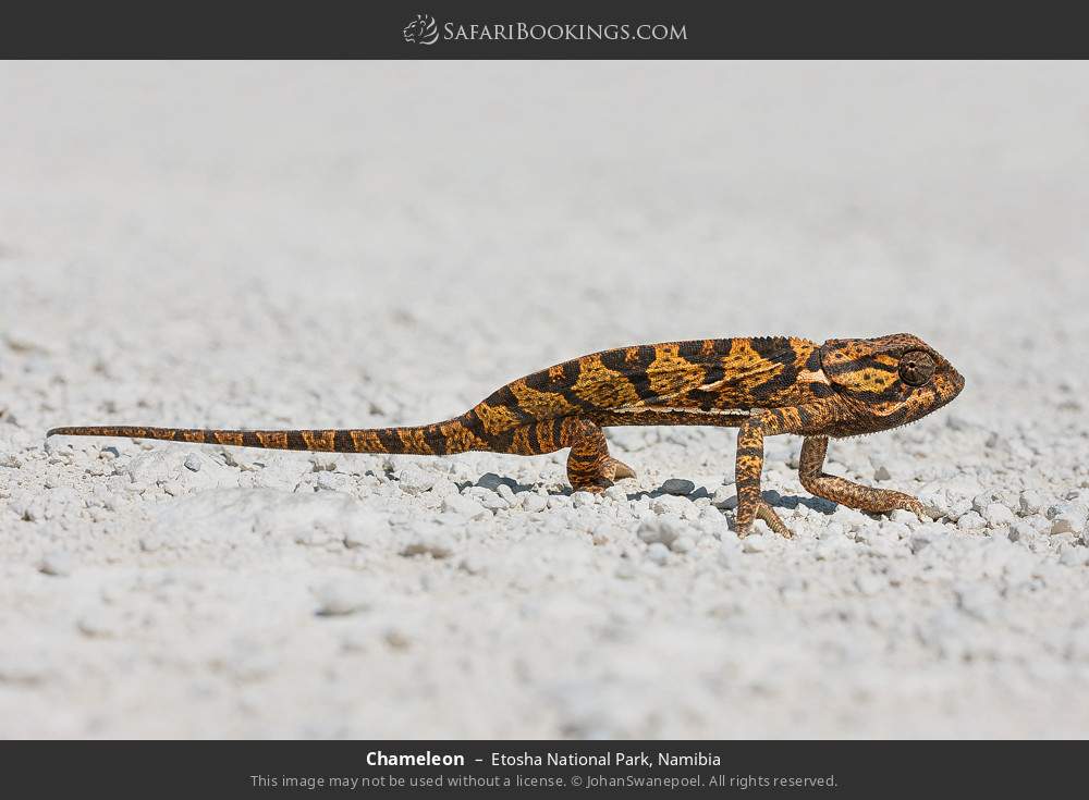 Chameleon in Etosha National Park, Namibia