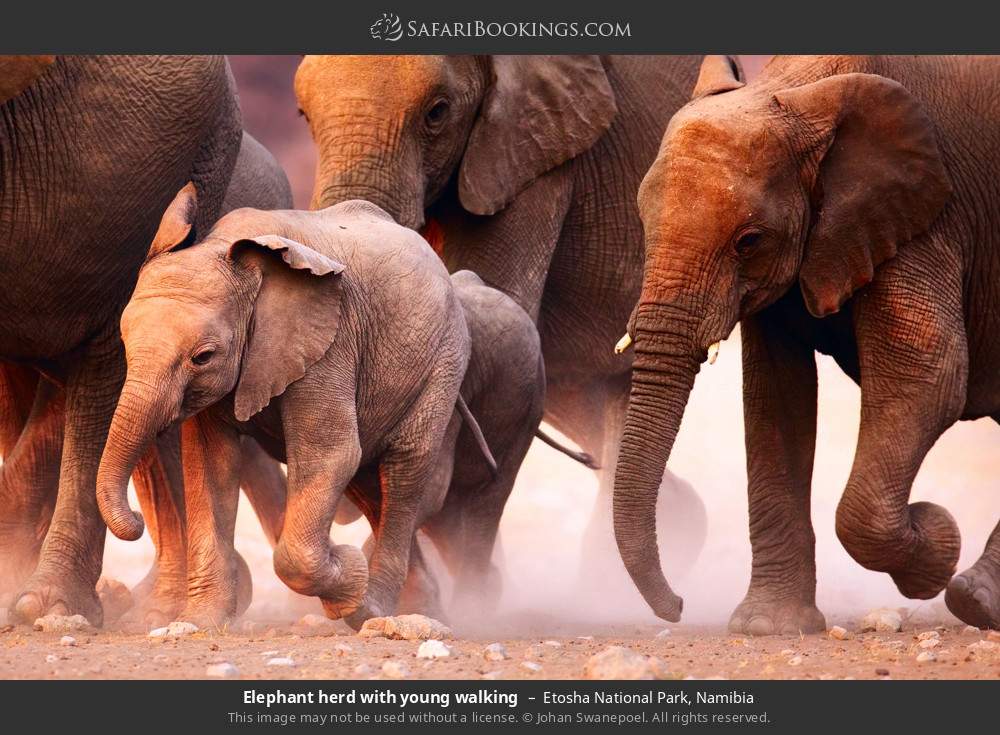 Elephant herd with young walking in Etosha National Park, Namibia