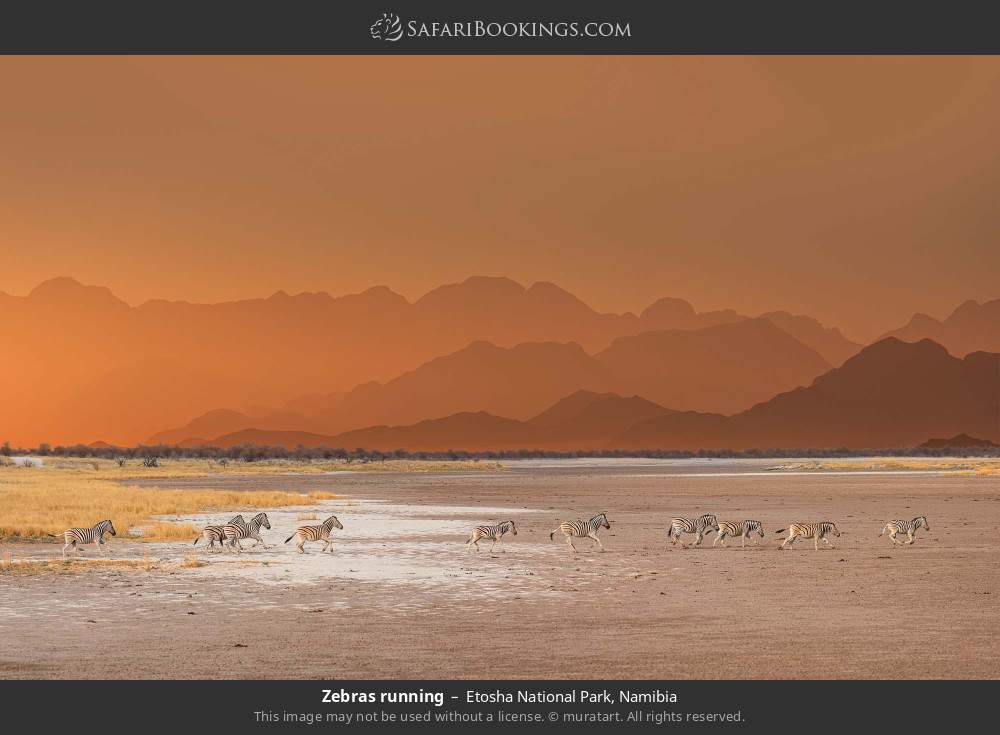 Zebras running in Etosha NP in Etosha National Park, Namibia