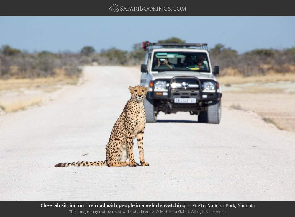 Cheetah sitting on the road with people in a vehicle watching in Etosha National Park, Namibia