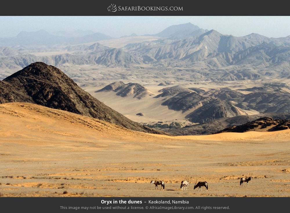 Oryx in the dunes, Kaokoland in Kaokoland, Namibia