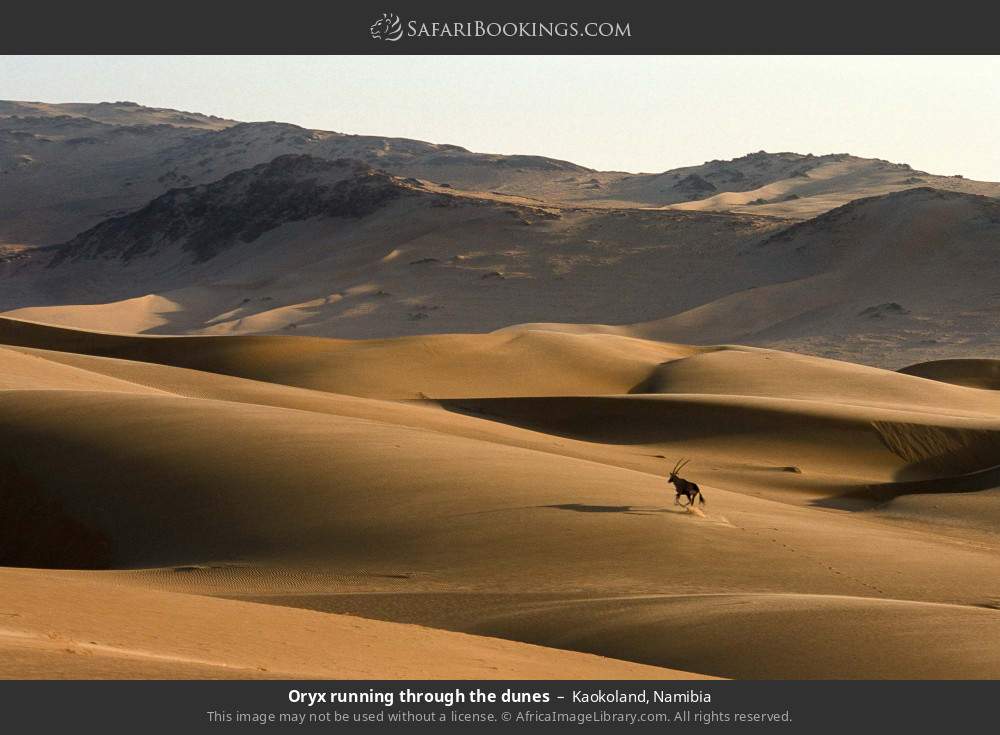 Oryx running through the dunes, Kaokoland in Kaokoland, Namibia