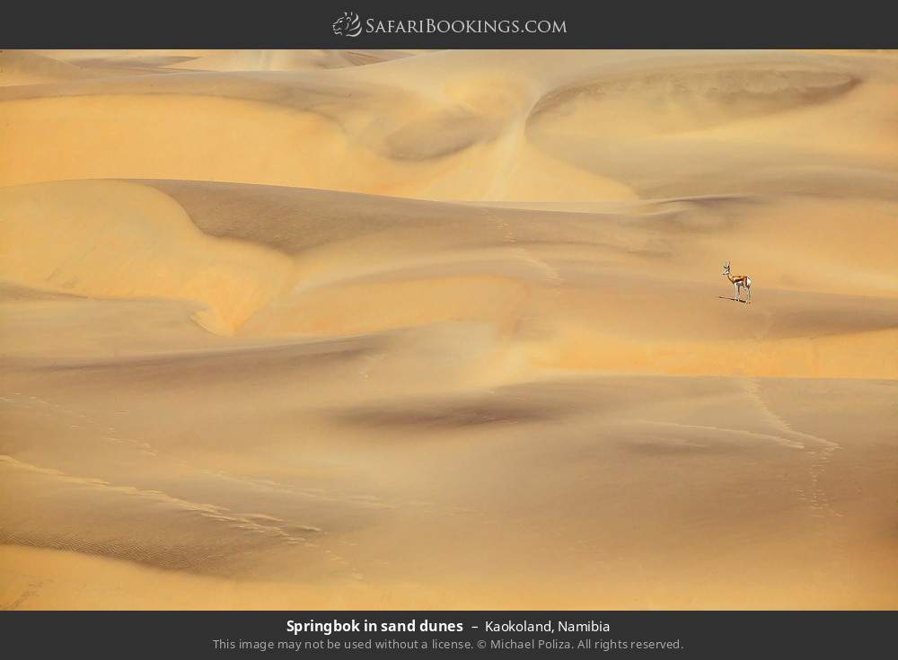 Springbok in sand dunes, Kaokoland in Kaokoland, Namibia