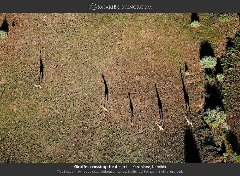 Giraffes crossing the desert in Kaokoland, Namibia