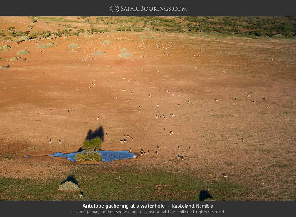 Antelope gathering at a waterhole in Kaokoland, Namibia