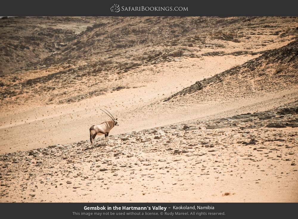 Gemsbok in the Hartmann's Valley, Kaokoland in Kaokoland, Namibia