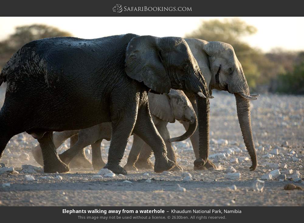 Elephants walking away from a waterhole in Khaudum National Park, Namibia